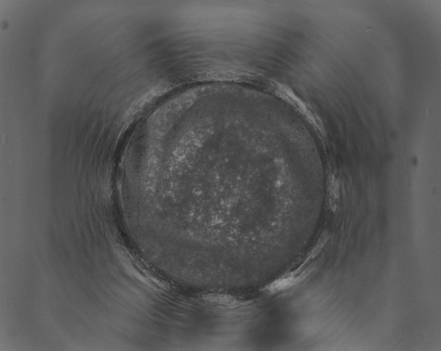 X0000089660203200707121207