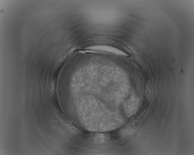 X0000089660330200707121205