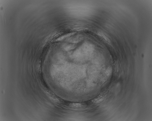 X0000089660361200707121205