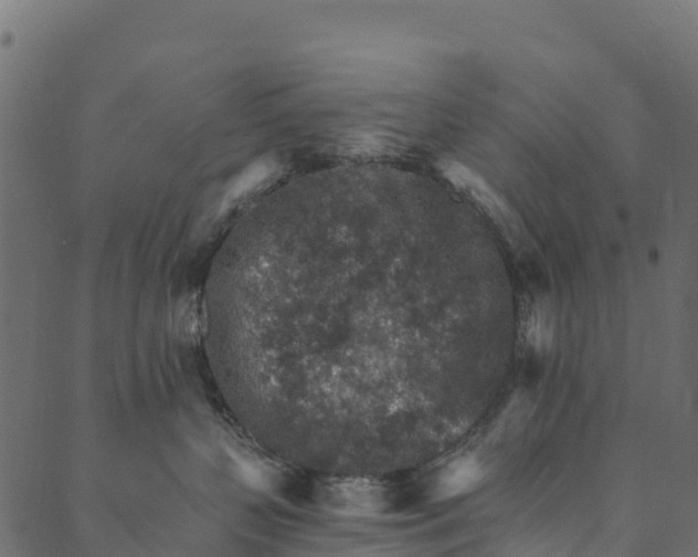 X0000089660383200707121205