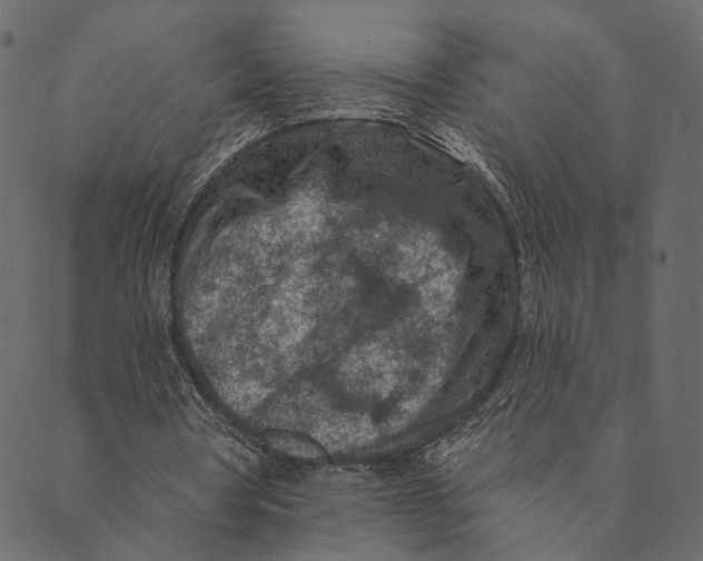 X0000089660386200707121204