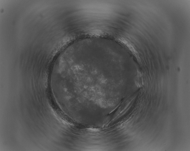 X0000089660496200707121202