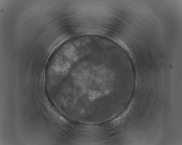 X0000089660790200707121157