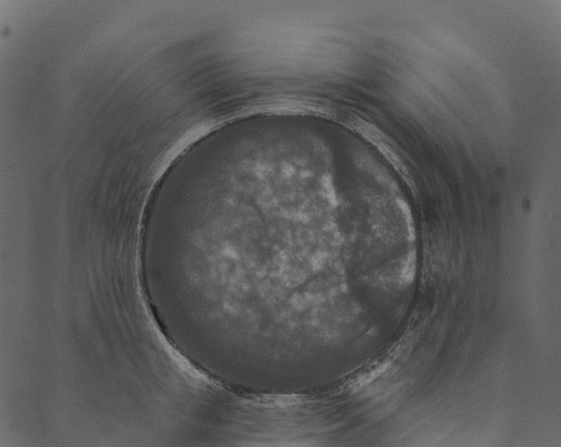 X0000089660853200707121157