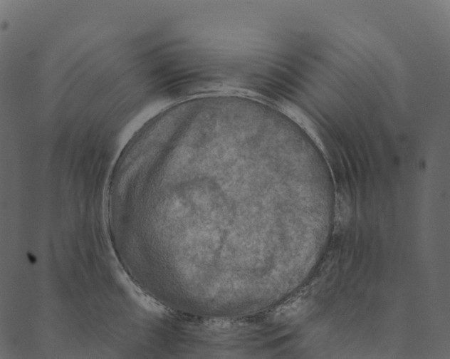 X0000089661098200707121152