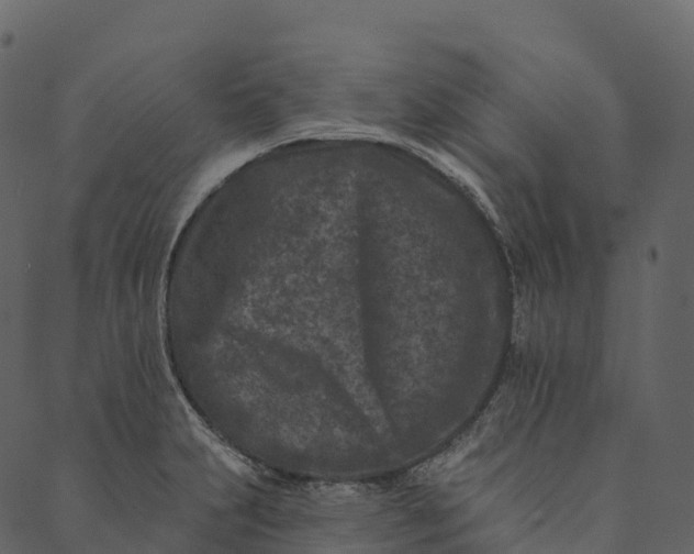 X0000089661231200707121151