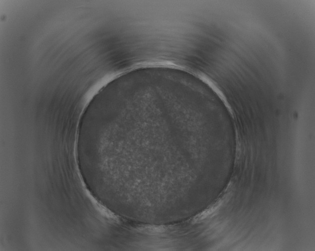 X0000089661245200707121151