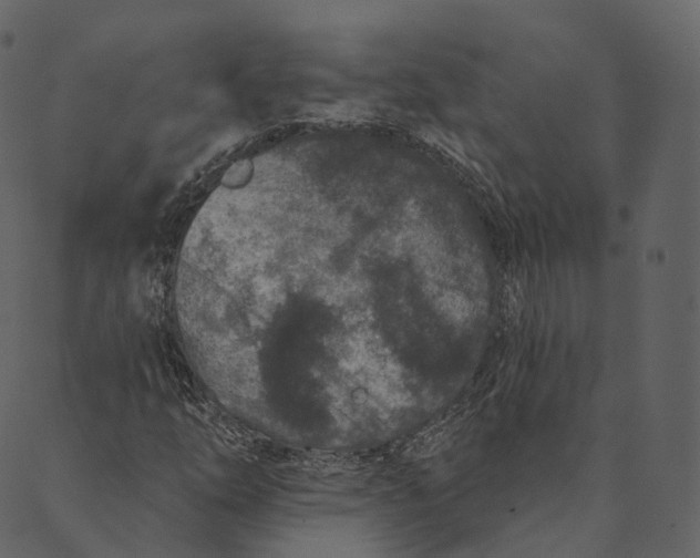 X0000089661254200707121150