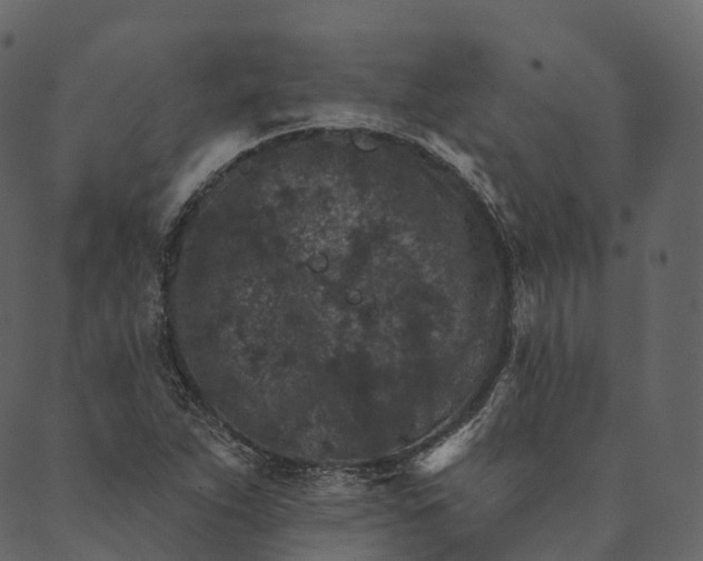 X0000089661263200707121150