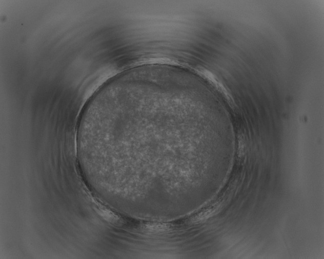 X0000089661274200707121150