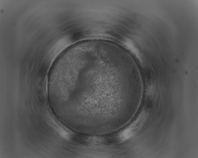 X0000089661275200707121150