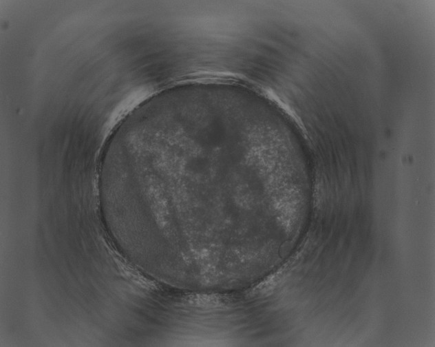 X0000089661362200707121148