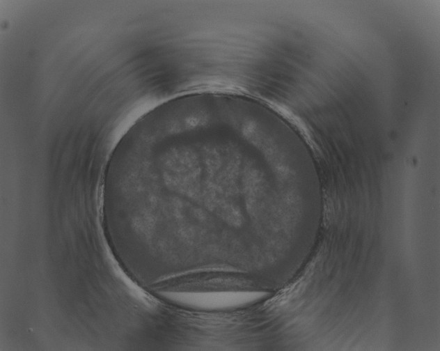 X0000089661383200707121148