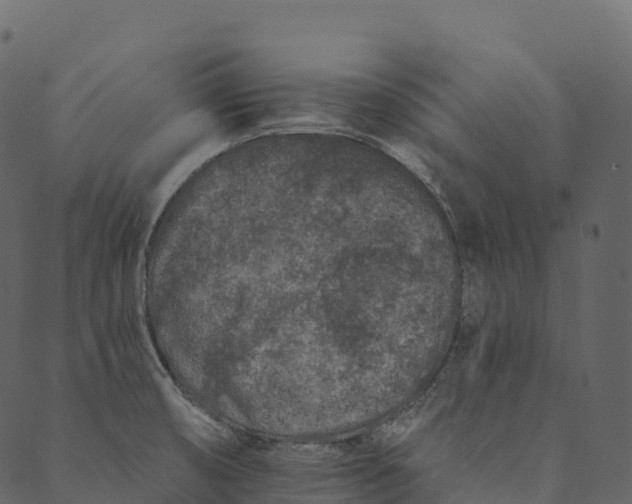 X0000089661474200707121146