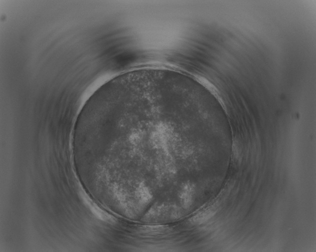 X0000089661482200707121146