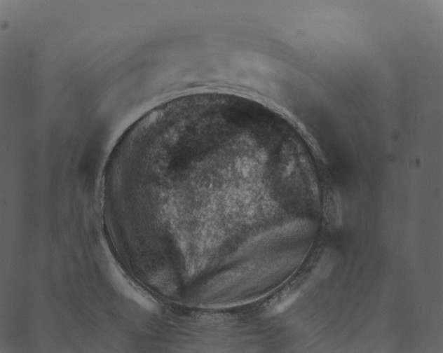 X0000089661522200707121146