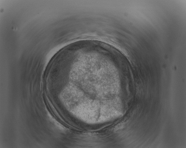 X0000089661527200707121146