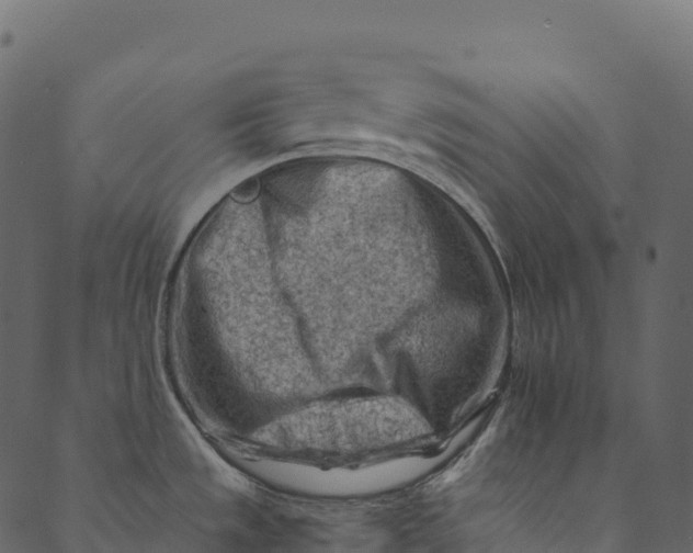 X0000089661533200707121146