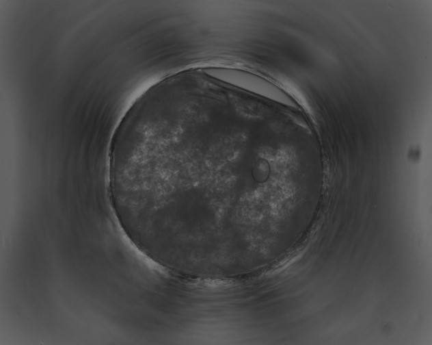 X0000089661095200707191643