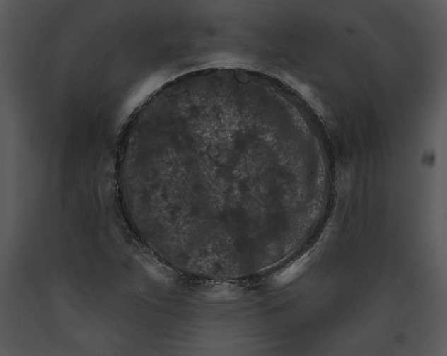 X0000089661263200707191640