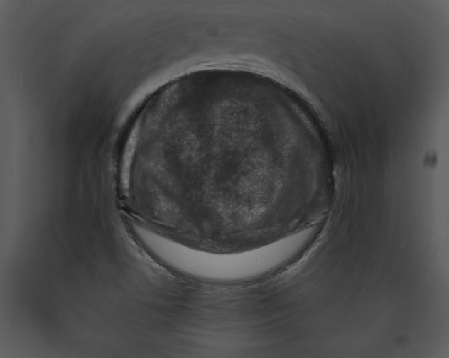 X0000089661506200707191637