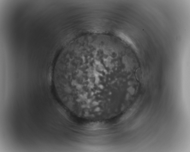 X0000089670065200707051556
