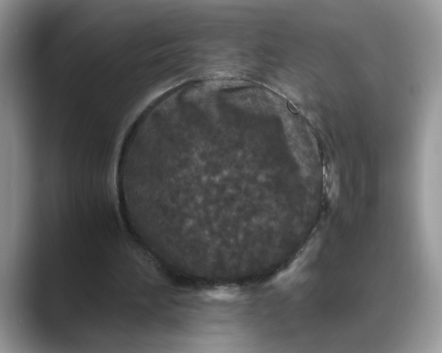 X0000089670196200707051554