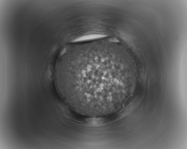 X0000089670273200707051554