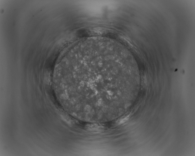 X0000089670331200707121230