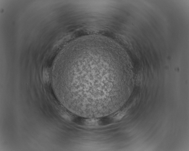 X0000089670335200707121230