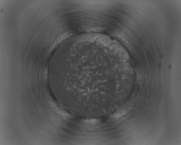 X0000089670357200707121230