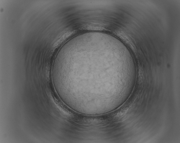 X0000089670533200707121226