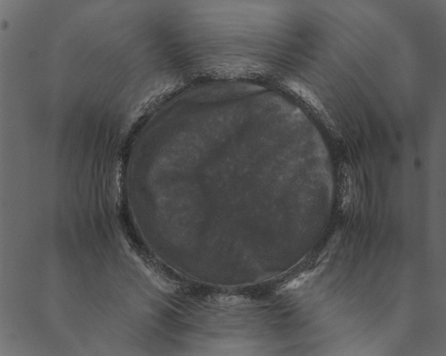 X0000089670590200707121226