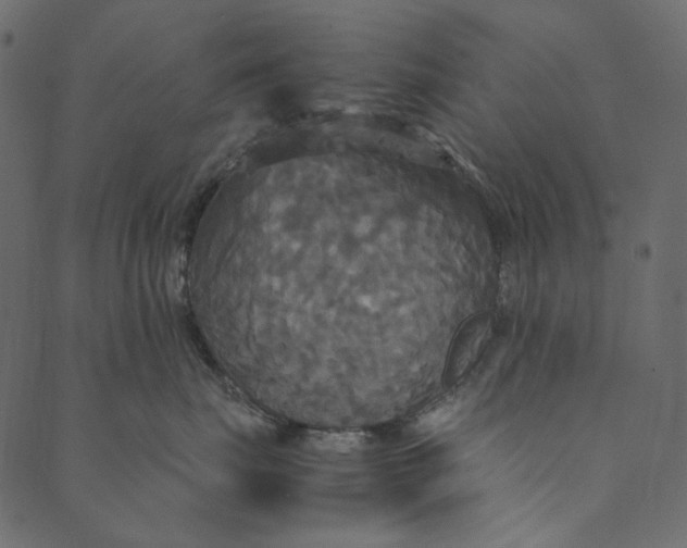 X0000089670671200707121225