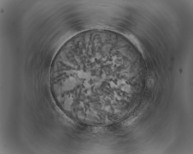 X0000089670903200707121221