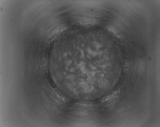 X0000089670917200707121220