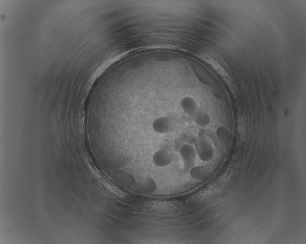 X0000089670933200707121220