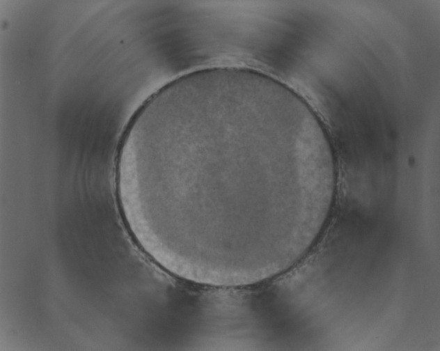 X0000089670950200707121220