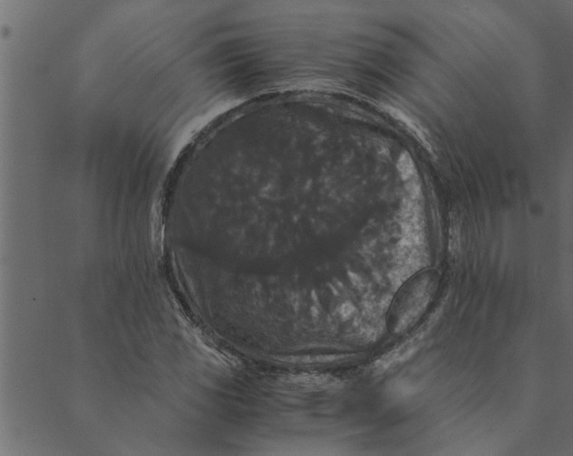 X0000089671117200707121217