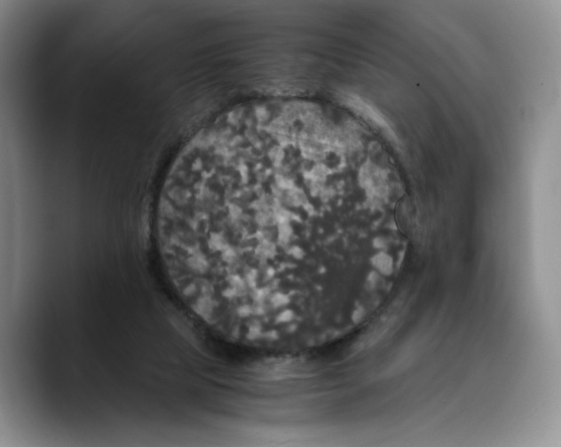 X0000089670065200707201648