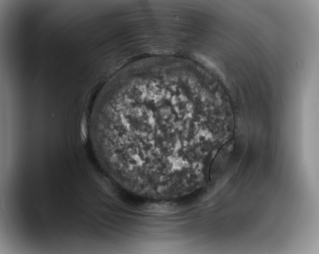 X0000089670069200707201648