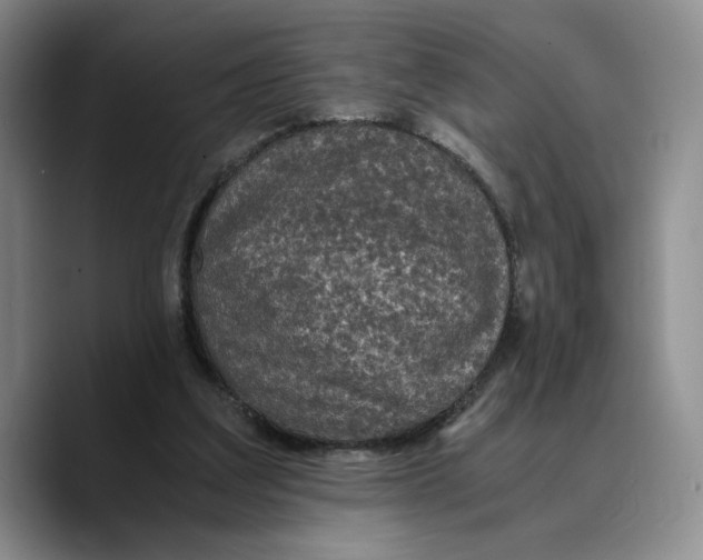 X0000089670203200707201646