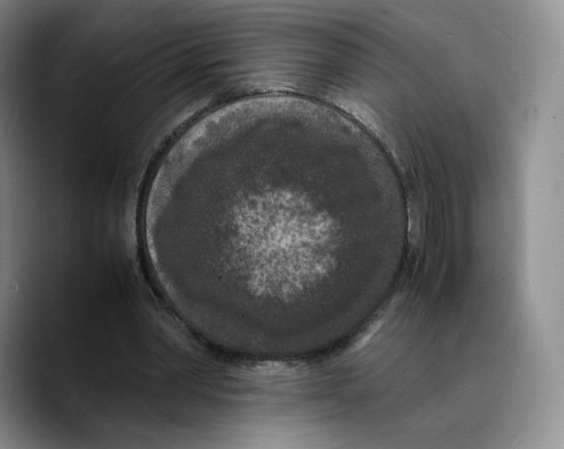 X0000089670390200707201643