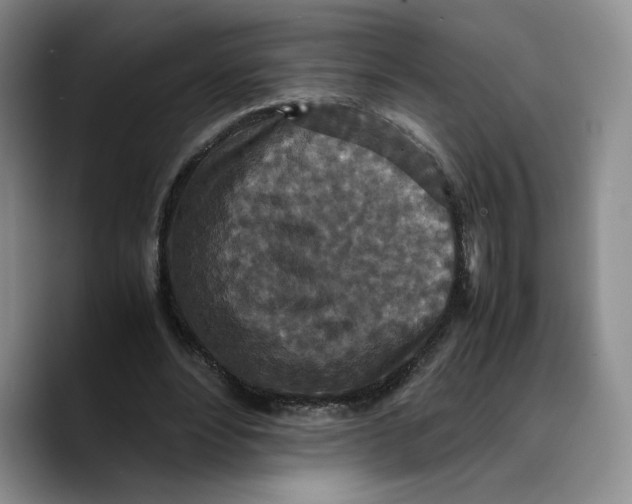 X0000089670488200707201642