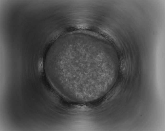 X0000089670502200707201642