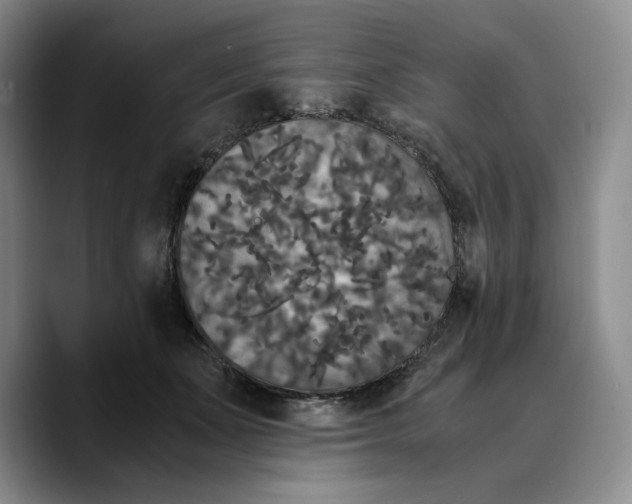 X0000089670511200707201642