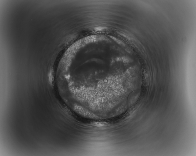 X0000089670654200707201640