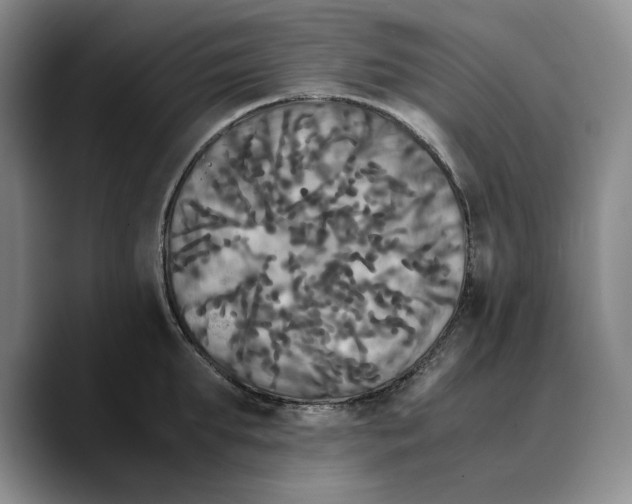 X0000089670903200707201636