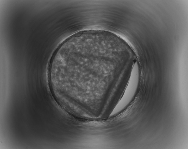 X0000089670998200707201635