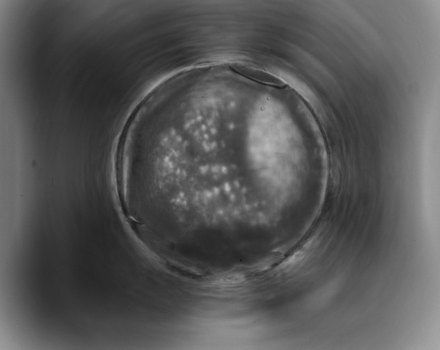 X0000089671055200707201635